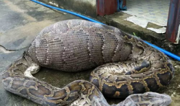 大蟒蛇视频,揭秘其神秘生活与捕食技巧